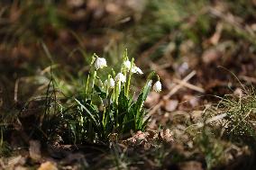 Spring snowflakes (Leucojum vernum) bloom