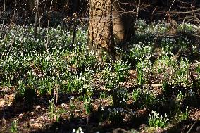 Spring snowflakes (Leucojum vernum) bloom