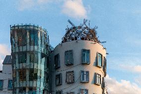 Dancing House (Ginger and Fred), bridge, Jiraskuv most, water, river Vltava, Prague, city, town, building