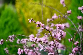 Exhibition Early Spring at Prague Castle , flowering bulbs, hyacinths, amaryllis, flowers, flower