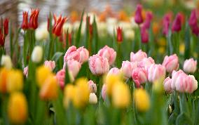 Exhibition Early Spring at Prague Castle , flowering bulbs, hyacinths, amaryllis, flowers, flower