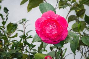 Camellia japonica, flower
