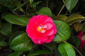Camellia japonica, flower