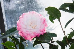 Camellia japonica, flower
