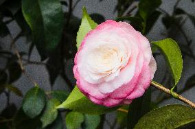 Camellia japonica, flower