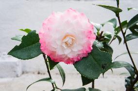 Camellia japonica, flower