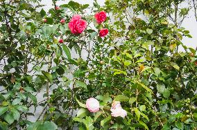 Camellia japonica, flower