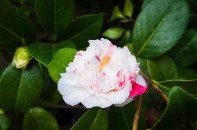 Camellia japonica, flower