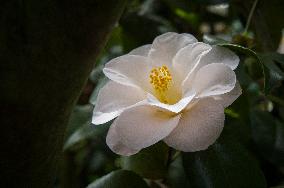 Camellia japonica, flower