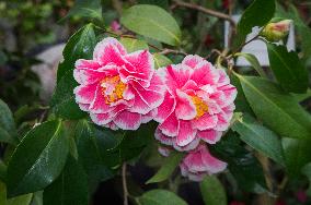 Camellia japonica, flower