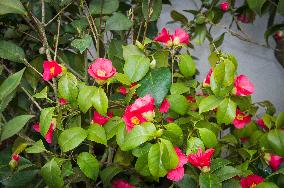 Camellia japonica, flower