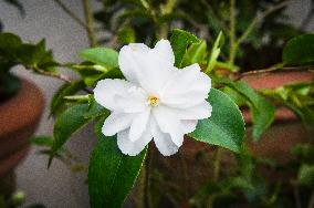 Camellia Cinnamon Cindy, flower