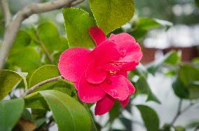 Camellia japonica, flower