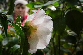 Camellia japonica, flower