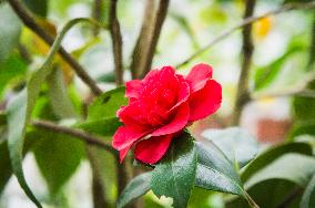 Camellia japonica, flower