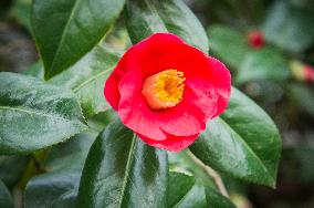 Camellia japonica, flower