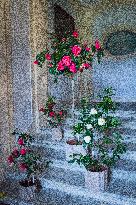 Exhibition of camellias at the state chateau Rajec nad Svitavou, Camellia japonica, flower