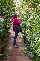 Camellia japonica, flower