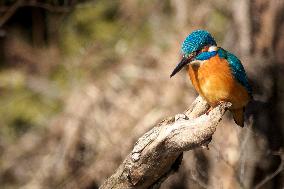 Kingfisher on the branch