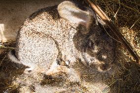 domestic rabbit, straw bedding in hutch, bunny, kit, kitten, nestling, doe, jill, nest, litter,