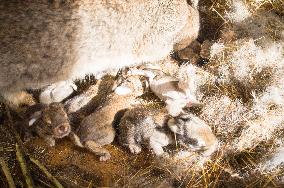 domestic rabbit, straw bedding in hutch, bunny, kit, kitten, nestling, nest, litter