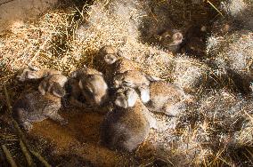 domestic rabbit, straw bedding in hutch, bunny, kit, kitten, nestling, nest, litter