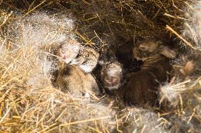 domestic rabbit, straw bedding in hutch, bunny, kit, kitten, nestling, nest, litter