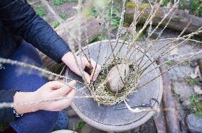 Basket weaving, basketry, basket making, willow rods