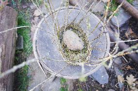 Basket weaving, basketry, basket making, willow rods