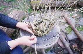 Basket weaving, basketry, basket making, willow rods