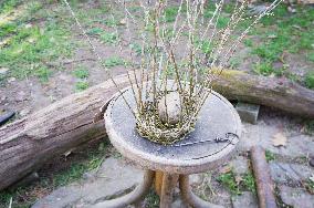 Basket weaving, basketry, basket making, willow rods