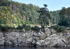 Guardian of the Flooded Village, Scots Pine, Pinus silvestris