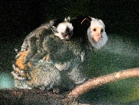 Geoffroy's Marmoset, Callithrix geoffroyi