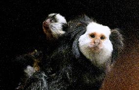 Geoffroy's Marmoset, Callithrix geoffroyi