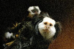 Geoffroy's Marmoset, Callithrix geoffroyi