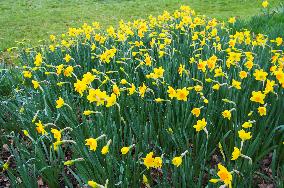 Daffodil, Narcissus, flower, bloom