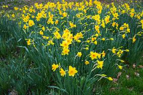 Daffodil, Narcissus, flower, bloom