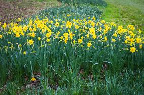 Daffodil, Narcissus, flower, bloom