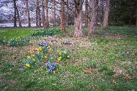 Daffodil, Narcissus, Glory-of-the-snow (Scilla section Chionodoxa), flower, bloom