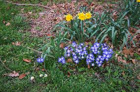 Daffodil, Narcissus, Glory-of-the-snow (Scilla section Chionodoxa), flower, bloom