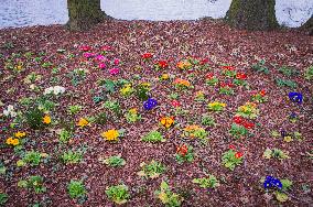 Primula, flower, bloom