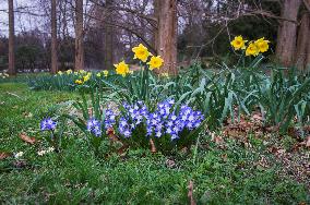 Daffodil, Narcissus, Glory-of-the-snow (Scilla section Chionodoxa), flower, bloom