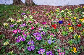 Primula, flower, bloom