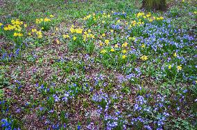 Daffodil, Narcissus, Glory-of-the-snow (Scilla section Chionodoxa), flower, bloom