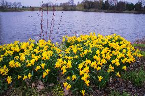 Daffodil 'Jet Fire', Narcissus, flower, bloom