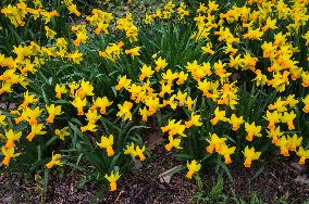 Daffodil 'Jet Fire', Narcissus, flower, bloom