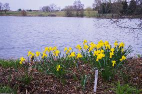 Daffodil 'Warbler', Narcissus, flower, bloom