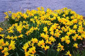 Daffodil 'Jet Fire', Narcissus, flower, bloom