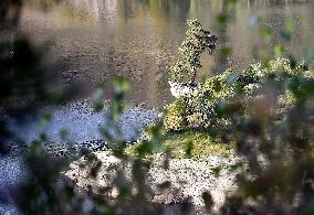 Guardian of the Flooded Village, Scots Pine, Pinus silvestris