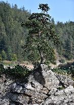 Guardian of the Flooded Village, Scots Pine, Pinus silvestris